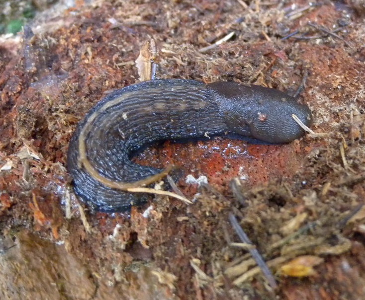 Limax alpinus da Mottarone (VB)